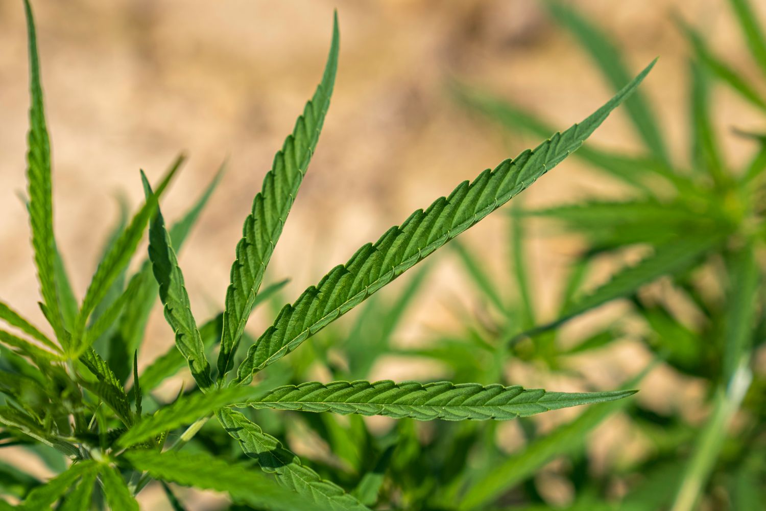Marka Green&Co u Bucha: baner marki na ubucha.pl, naturalne produkty konopne i suplementy