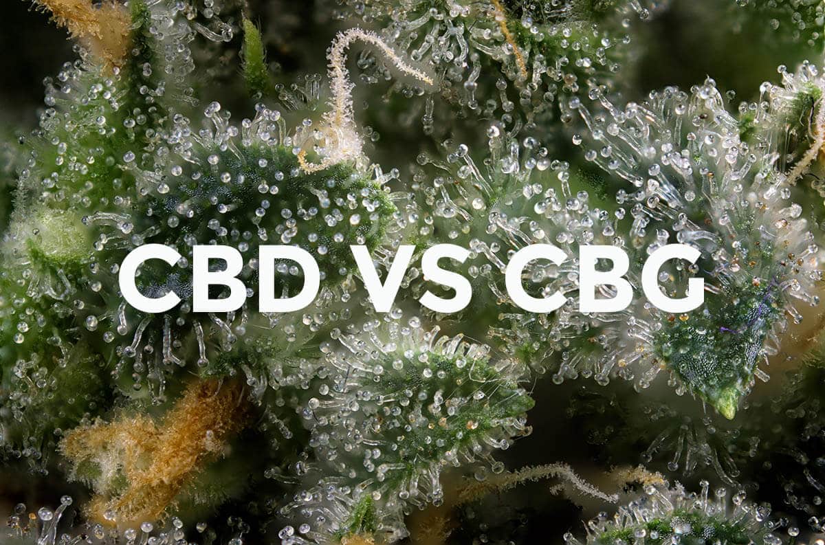 CBG vs. CBD - What's the Difference? - Cannabinoids and Hemp Substances