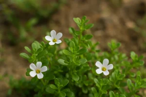 Bacopa monnieri: właściwości na pamięć i koncentrację oraz jak dawkować