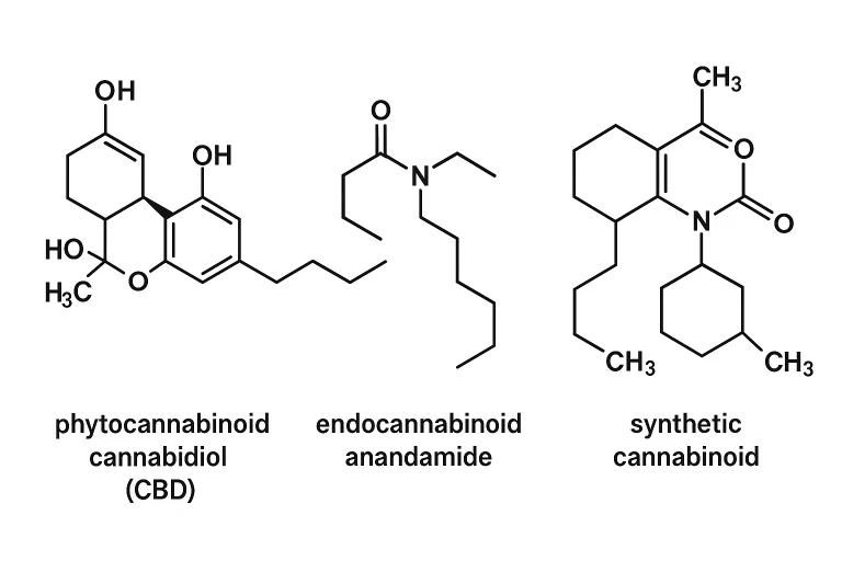 Fitokannabinoidy vs endokannabinoidy vs syntetyczne — różnice (tabela) Fitokannabinoidy vs endokannabinoidy vs syntetyczne: różnice (tabela)