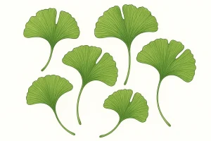 Ginkgo biloba (Japanese ginkgo): properties, dosage, and what it helps with