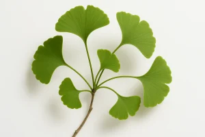 Ginkgo na szumy uszne (tinnitus): czy pomaga