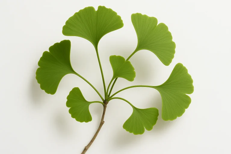 Ginkgo gegen Tinnitus: Hilft es?