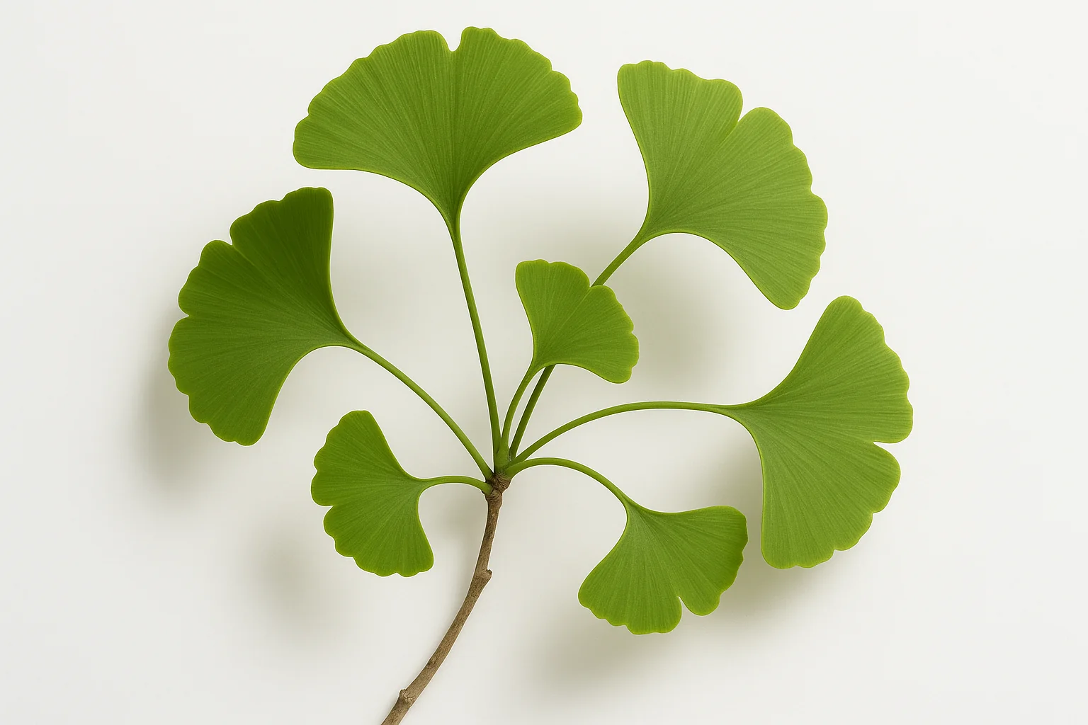 Ginkgo na szumy uszne (tinnitus) — czy pomaga Ginkgo na szumy uszne (tinnitus): czy pomaga