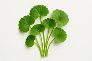 Gotu kola (Centella asiatica): properties for memory, varicose veins, and wound healing 2026