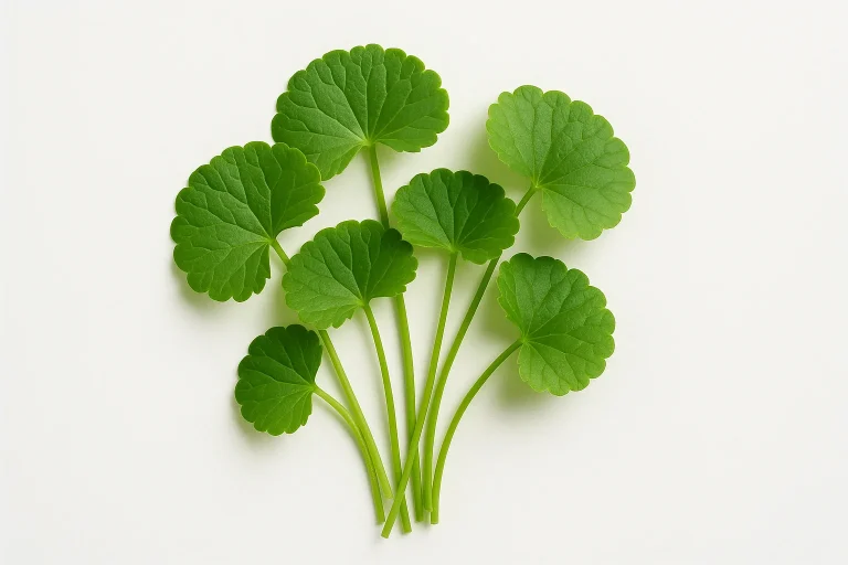 Gotu kola (Centella asiatica): properties for memory, varicose veins, and wound healing 2026 Gotu kola (Centella asiatica): properties for memory, varicose veins, and wound healing 2026
