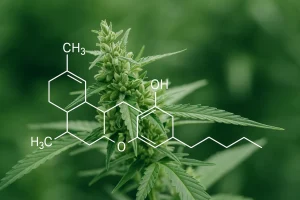 Kwasowe formy kannabinoidów: kwas kannabidiolowy, kwas kannabigerolowy, kwas tetrahydrokannabinolowy vs formy aktywne