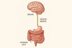 The gut-brain axis: how microbiota affects stress, sleep, and well-being