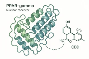 PPAR-gamma: jak kannabidiol działa na receptor jądrowy i metabolizm glukozy