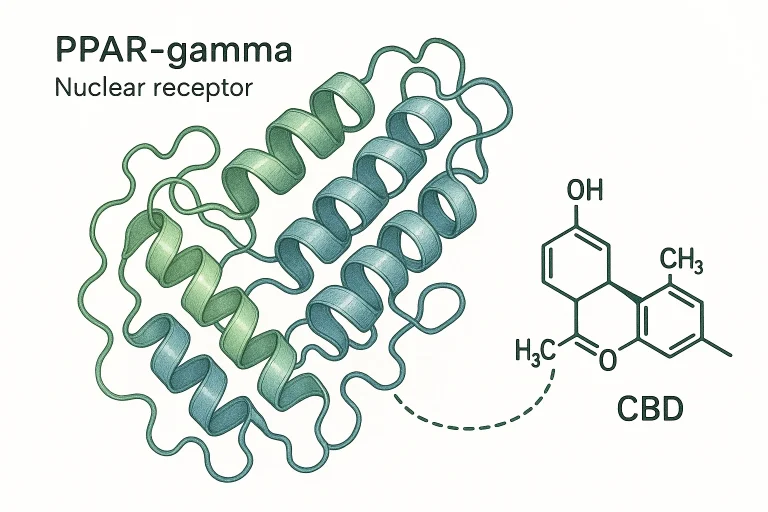 PPAR-gamma: how cannabidiol acts on the nuclear receptor and glucose metabolism